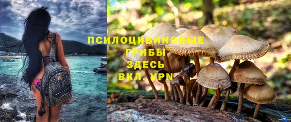 прущие грибы Балабаново
